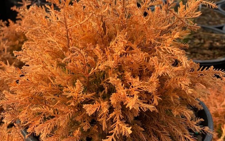 THUJA OCCIDENTALIS FIRE CHIEF™&