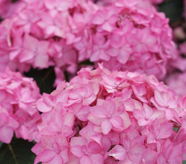 HYDRANGEA SERRATA &