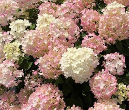 HYDRANGEA PANICULATA FIRE LIGHT TIDBIT® / FIRE LIGHT TIDBIT® HYDRANGEA