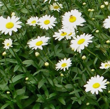 LEUCANTHEMUM X SUPERBUM BECKY / SHASTA DAISY