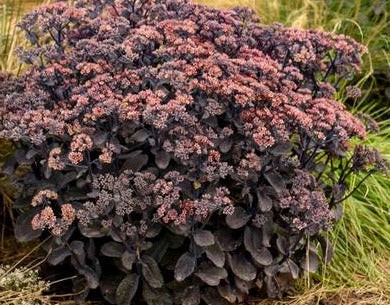 SEDUM HYBRIDUM BACK IN BLACK / BACK IN BLACK STONECROP