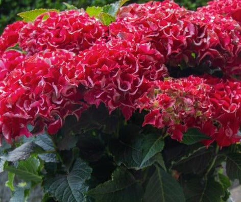 Frill Ride Hydrangea HYDRANGEA MACROPHYLLA FRILL RIDE / FRILL RIDE™ BIGLEAF HYDRANGEA ...
