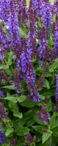 SALVIA NEMOROSA VIOLET PROFUSION / VIOLET PROFUSION SALVIA