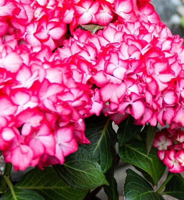 HYDRANGEA MACROPHYLLA KIMONO™ / KIMONO™ BIGLEAF HYDRANGEA