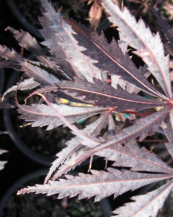 ACER PALMATUM BURGUNDY LACE / JAPANESE MAPLE – Diggin it Nursery