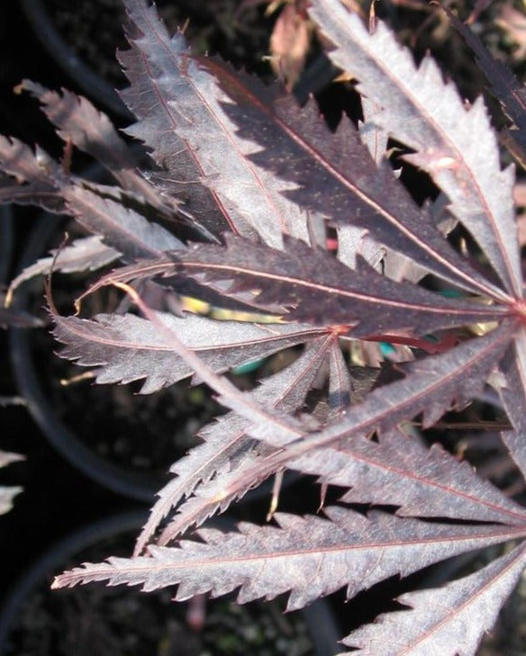 ACER PALMATUM BURGUNDY LACE / JAPANESE MAPLE