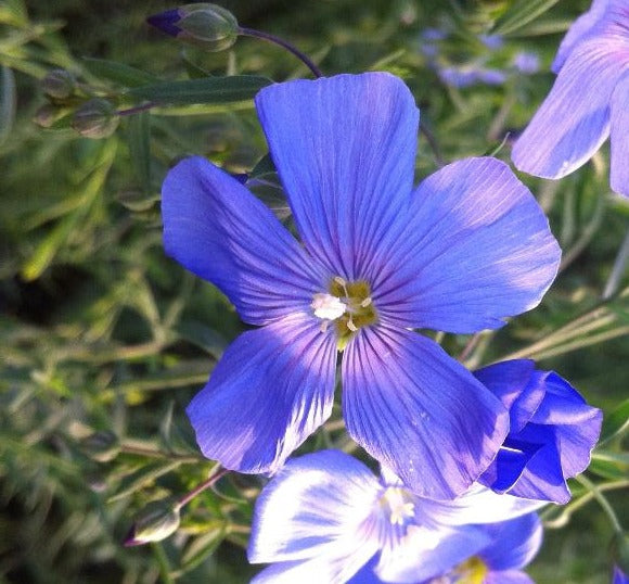 LINUM PERENNE / PERENNIAL FLAX