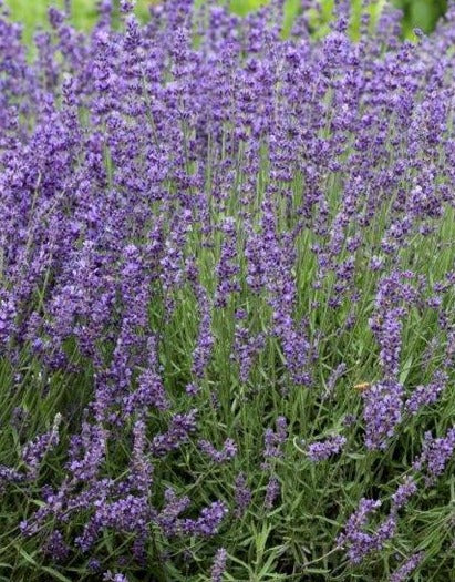 LAVANDULA ANGUSTIFOLIA IMPERIAL GEM / ENGLISH LAVENDER