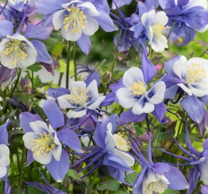 AQUILEGIA X EARLYBIRD™ BLUE AND WHITE / COLUMBINE