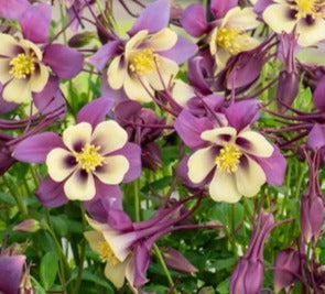 AQUILEGIA X EARLYBIRD™ PURPLE AND YELLOW / COLUMBINE
