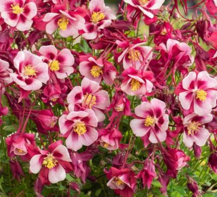 AQUILEGIA X EARLYBIRD™ RED AND WHITE / COLUMBINE