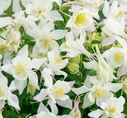 AQUILEGIA X EARLYBIRD™ WHITE / WHITE COLUMBINE