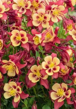 AQUILEGIA X EARLYBIRD™ RED AND YELLOW / COLUMBINE