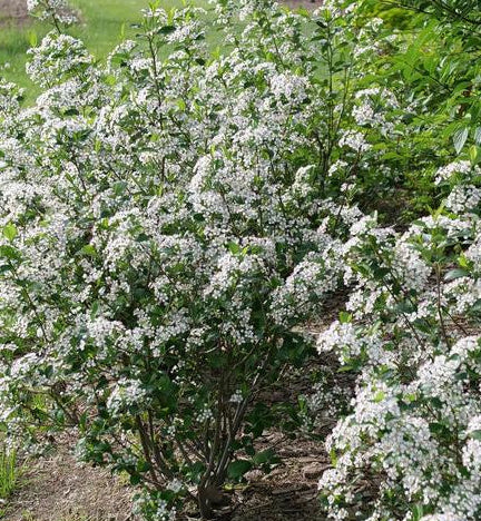 ARONIA MELANOCARPA LOW SCAPE SNOWFIRE® / LOW SCAPE SNOWFIRE® CHOKEBERRY