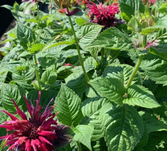 MONARDA DIDYMA FIREBALL / BEE BALM