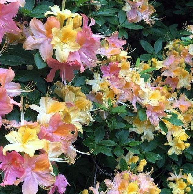 AZALEA GARDEN RAINBOW / GARDEN RAINBOW AZALEA