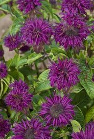MONARDA DIDYMA PURPLE ROOSTER / BEE BALM