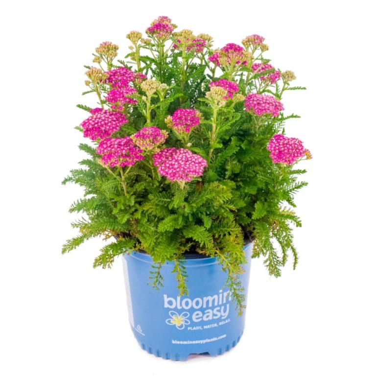 ACHILLEA MILLEFOLIUM  / MILLY ROCK™ ROSE YARROW