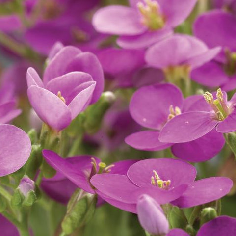 ARABIS CAUCASICA LITTLE TREASURE® DEEP ROSE / LITTLE TREASURE® DEEP ROSE ROCK CRESS
