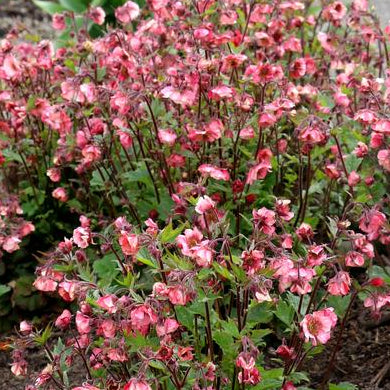 GEUM X TEMPO™ ROSE / TEMPO™ ROSE AVENS