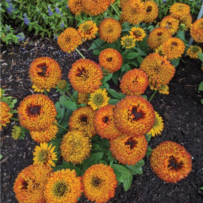 RUDBECKIA HIRTA SOLAR SISTER™ / SOLAR SISTER™ BLACK-EYED SUSAN