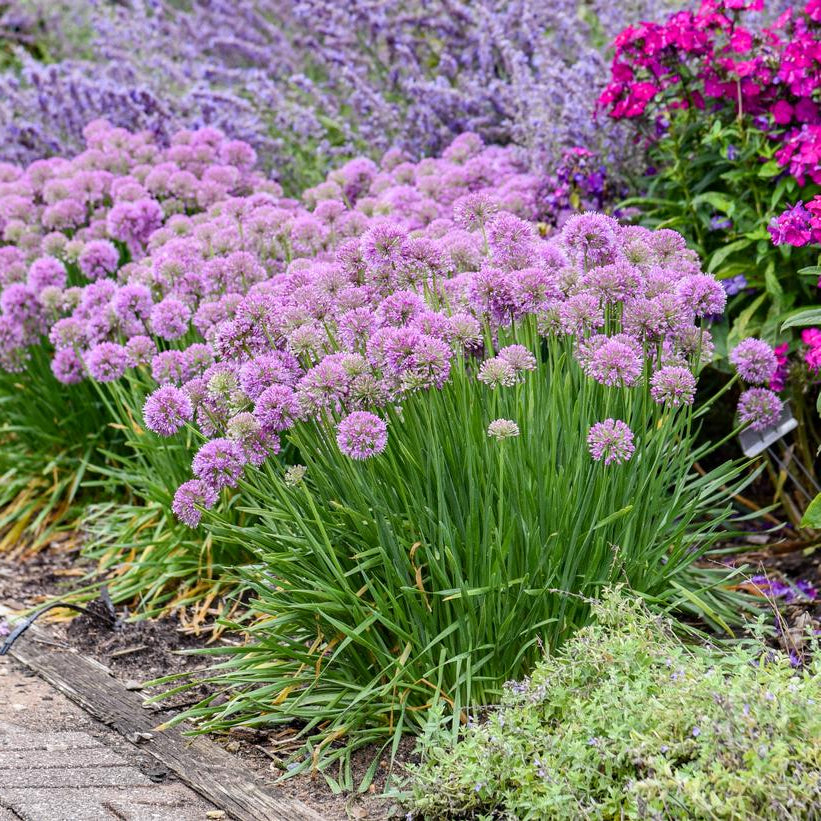 ALLIUM X SERENDIPITY / SERENDIPITY ORNAMENTAL ONION