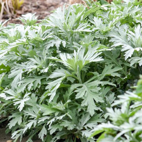 ARTEMISIA LUDOVICIANA SILVER LINING / SILVER LINING WORMWOOD