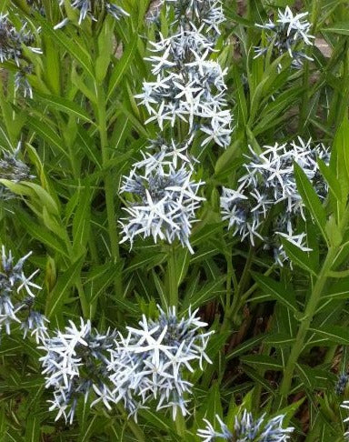 AMSONIA TABERNAEMONTANA / WILLOW AMSONIA