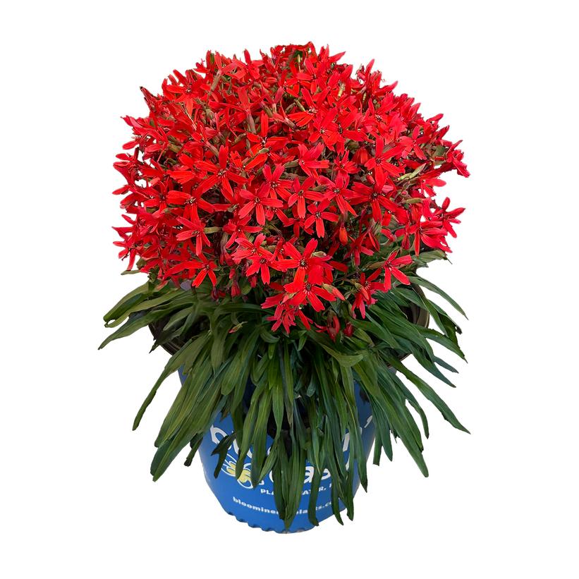 SILENE VIRGINICA FORGED BY FIRE / FORGED BY FIRE FIRE PINK