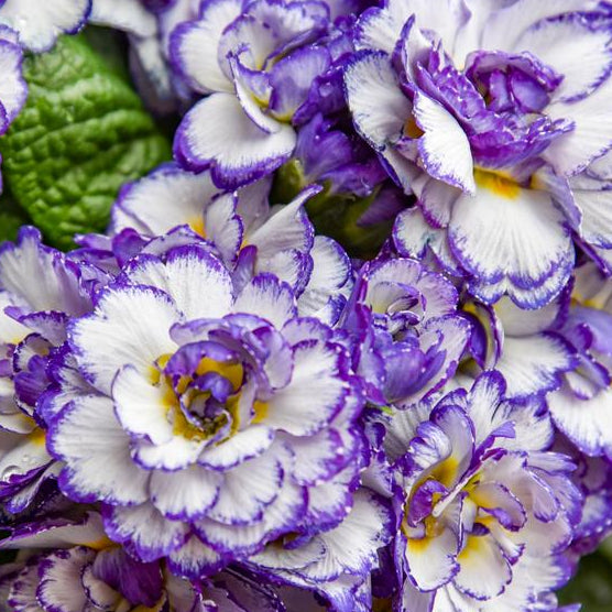 PRIMULA VULGARIS BELARINA® RHAPSODY / BELARINA® RHAPSODY PRIMROSE