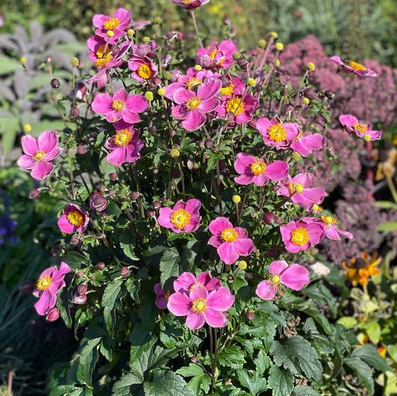 ANEMONE X HYBRIDA DAWN BREAKER / DAWN BREAKER JAPANESE ANEMONE