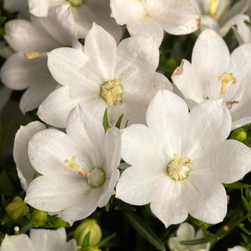 CAMPANULA INTERSPECIFIC CARIBOO WHITE / CARIBOO WHITE BELLFLOWER