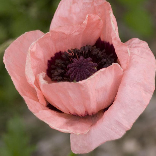 PAPAVER ORIENTALE PRINCESS VICTORIA LOUISE / ORIENTAL POPPY