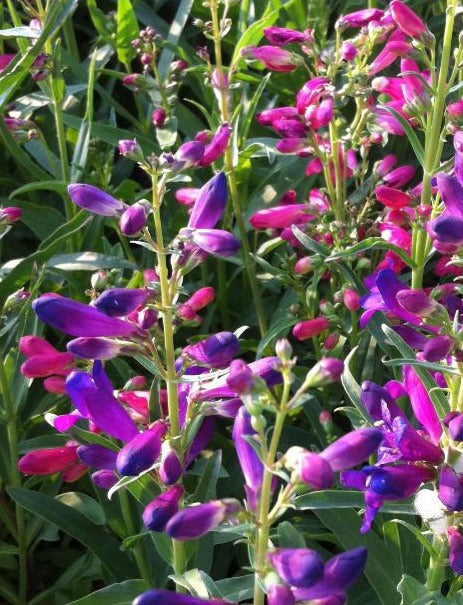 PENSTEMON BARBATUS NANA RONDO MIX / BEARDTONGUE