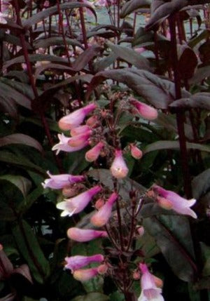 PENSTEMON DIGITALIS ONYX AND PEARL / BEARDTONGUE