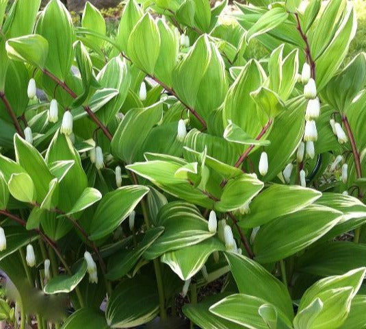 POLYGONATUM FALCATUM VARIEGATUM / VARIEGATED SOLOMON&