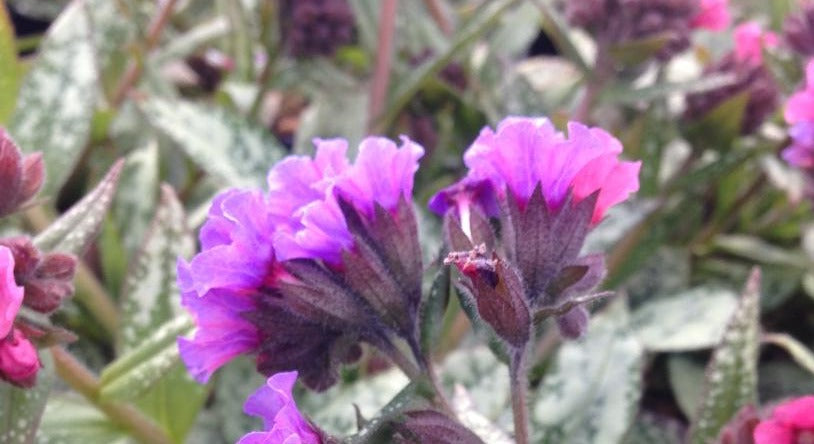 PULMONARIA X SILVER BOUQUET / LUNGWORT