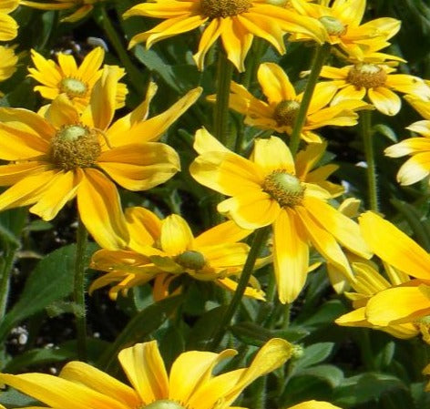 RUDBECKIA HIRTA PRAIRIE SUN / GLORIOSA DAISY