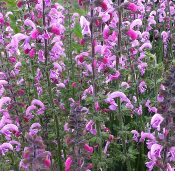 SALVIA X EVELINE / GARDEN SAGE
