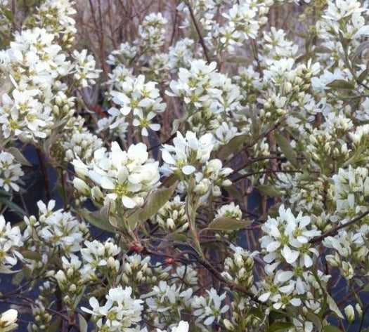 AMELANCHIER ALNIFOLIA REGENT / REGENT SASKATOON BERRY