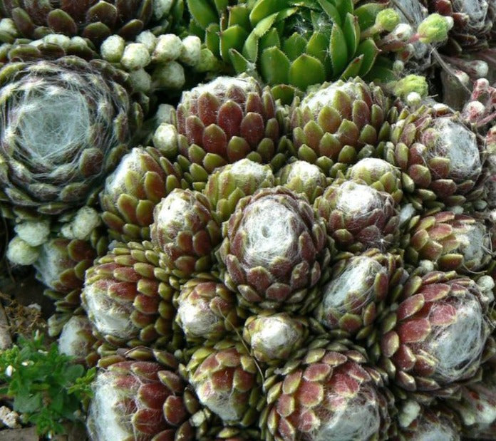 SEMPERVIVUM TECTORUM / HENS AND CHICKS