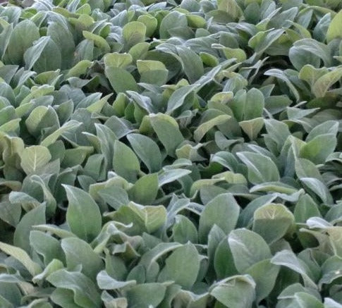 STACHYS BYZANTINA / LAMB'S EAR