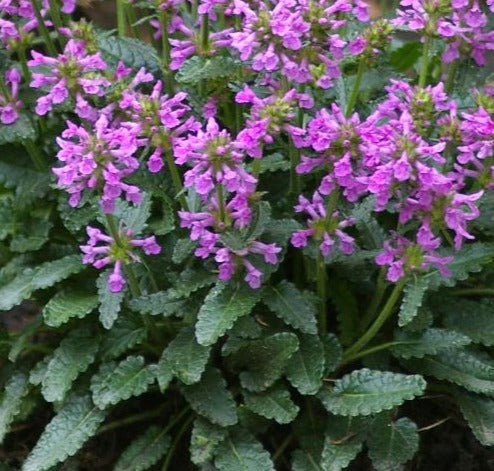 STACHYS MINIMA / DWARF BETONY