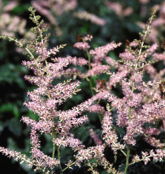 ASTILBE SIMPLICIFOLIA SPRITE / DWARF ASTILBE