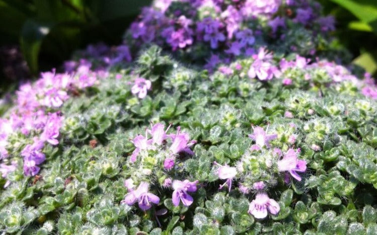 THYMUS PRAECOX ELFIN / THYME