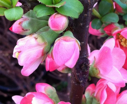 CHAENOMELES X SUPERBA PINK LADY / JAPANESE QUINCE