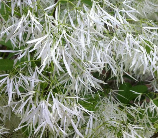 CHIONANTHUS VIRGINICUS / FRINGETREE