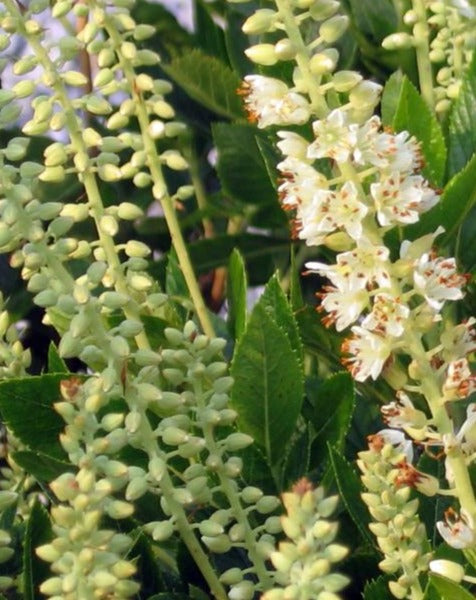 CLETHRA ALNIFOLIA SIXTEEN CANDLES / SUMMERSWEET