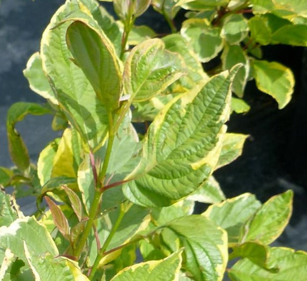 CORNUS ALBA GOUCHAULTII / GOLDENLEAF DOGWOOD