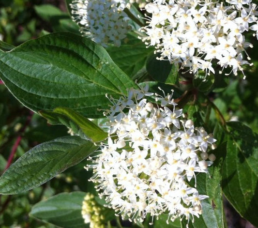 CORNUS ALBA SIBIRICA / REDBARK DOGWOOD